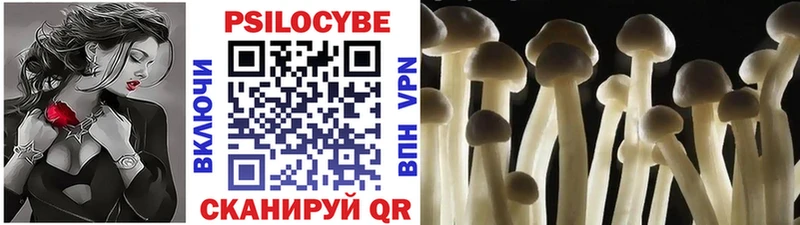купить   Малгобек  Псилоцибиновые грибы Magic Shrooms 